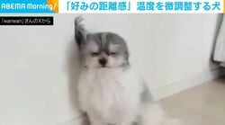 「ドライヤーはこの距離感が好み」温度を微調整する犬に、飼い主が感心「賢いな～」