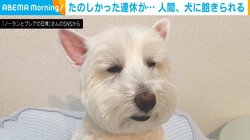完全に人間に飽きた犬 遊び疲れ“抜け殻”になった姿に「悟りを開きましたね」「めっちゃ器用な休み方するやんかw」と話題