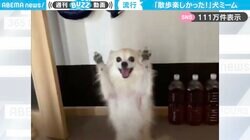 猫ミームの“犬”版！？散歩後のチワワのハッピーダンスに「犬版ハッピーハッピーハッピー猫」「犬ミームやんｗ」と称賛の嵐