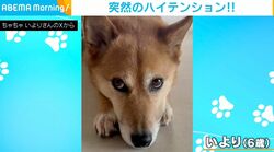 飼い主との“力比べ勝負”で突然ハイテンションになる犬が、SNSで話題「迫力ある攻防！」「お鼻のアップも可愛いw」