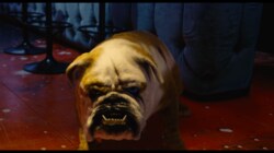 藤原竜也の“死神”に次ぐ、新たな相棒はブルドッグ！全員殺し屋『Diner ダイナー』ビジュアル解禁