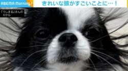 静電気で“ウニ”になったチワワ 爆発したように毛が逆立った姿が話題