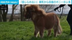 「信じられない」呼吸もやっとの危篤状態→“奇跡の回復”を遂げたポニー 無邪気に走り回る＆他の馬と遊ぶ様子も 英