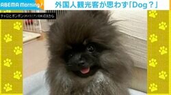 外国人に「Dog??」と問われた犬 真っ黒でモフモフした姿に飼い主「子ザルに見えたのかな」