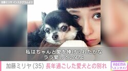 加藤ミリヤ、1番近くで寄り添ってくれた“愛犬との別れ”を報告 「ちゃんと愛を捧げられたかな」