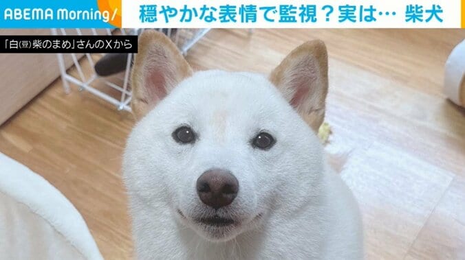 白柴犬のまめくん（1歳）