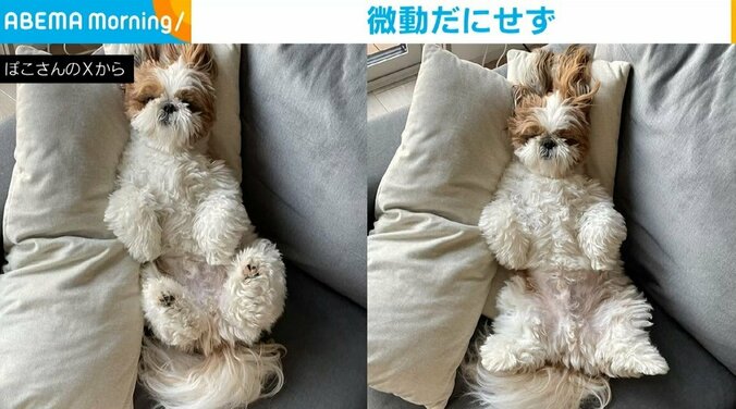 シーズーのぽこちゃん（2歳）