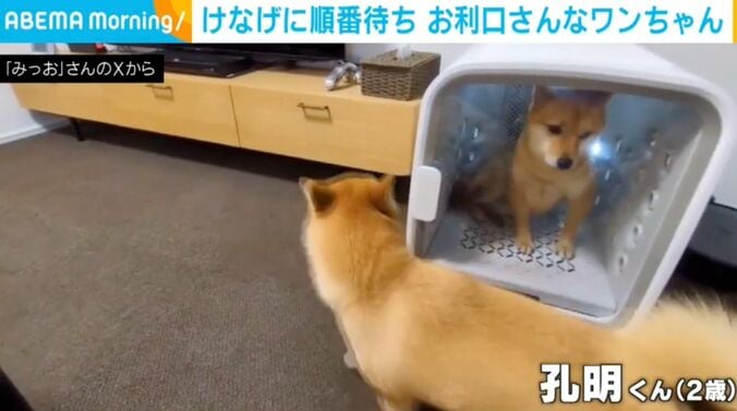 豆柴