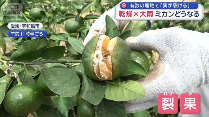 パックリ割れたミカン