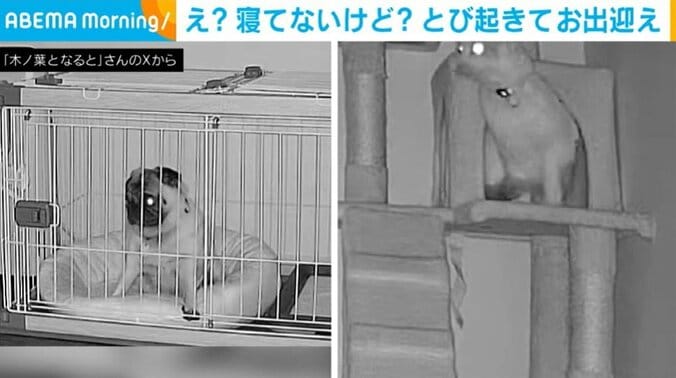 木ノ葉ちゃん、なるとくん