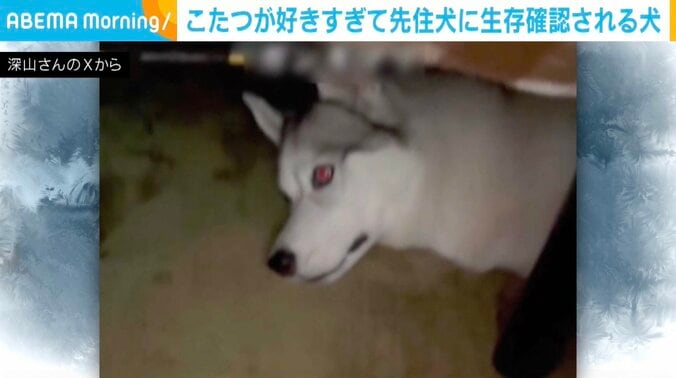 シベリアンハスキーのアシリちゃん