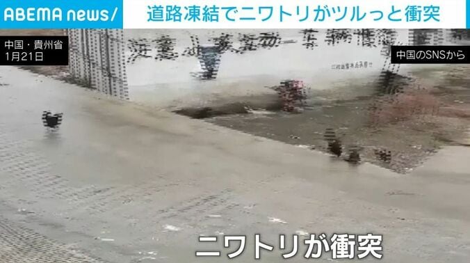 滑って衝突するニワトリ