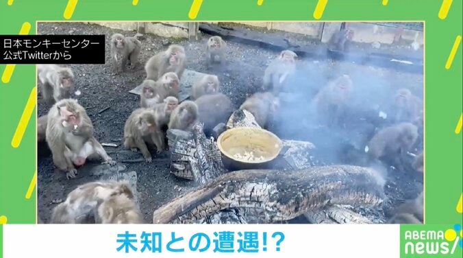 未知との遭遇？ポンポンと弾ける食べ物に夢中なサルたちが可愛い 1枚目