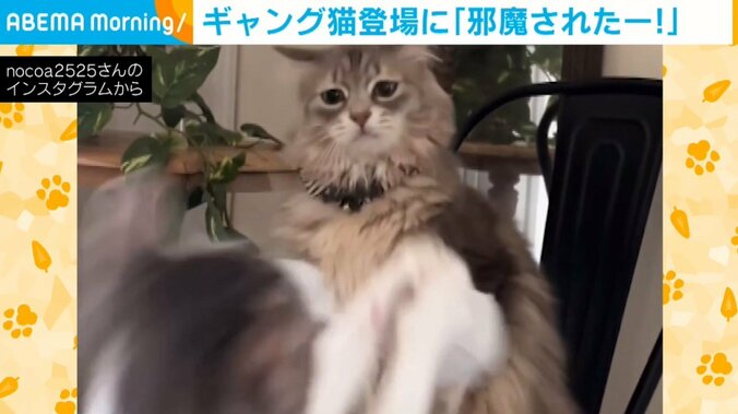 猫「遊びたいのにー!」弟分猫に遊びを邪魔された“虚無感”たっぷりの表情に「可愛い〜」「勢いに負けちゃうね」ほっこり 1枚目