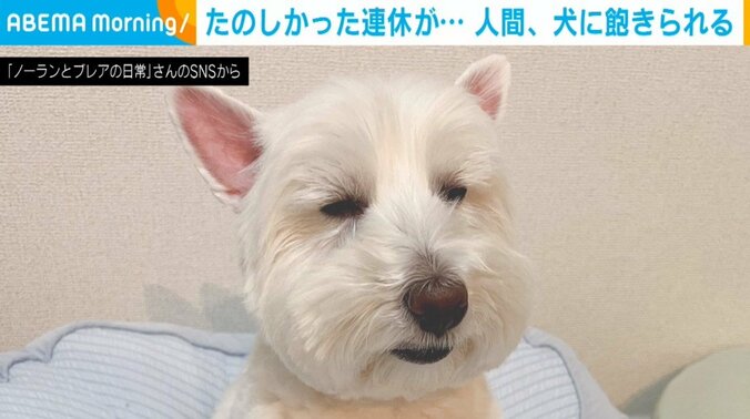 犬のブレアちゃん（5歳）