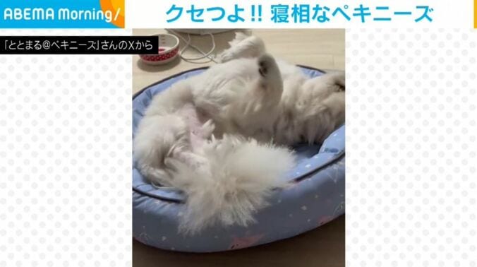 ペキニーズのととまるくん