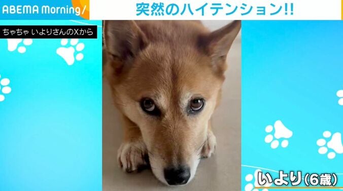 犬の「いより」ちゃん