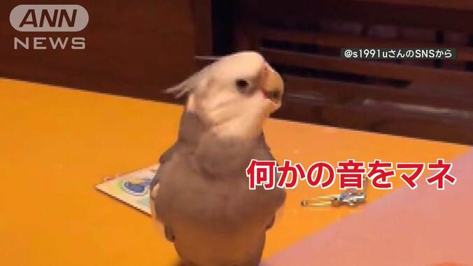 ノリノリ！頭でリズムを刻むインコさん　音マネするのは…大根おろし　なぜマネする？ 1枚目