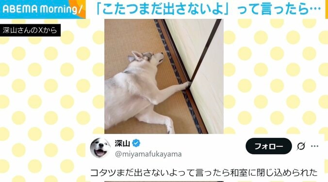 シベリアンハスキーのアシㇼちゃん