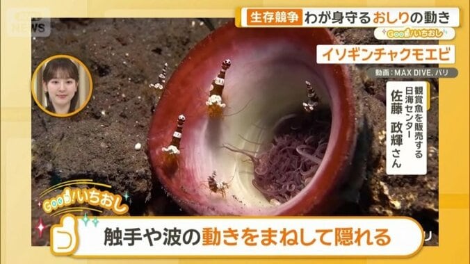 触手や波の動きをまねする