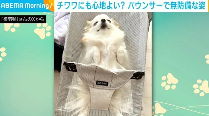 チワワの小羽ちゃん