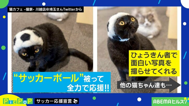 モデル経験を発揮にゃ!斬新な格好でW杯日本代表を応援する“猫スタッフ”たち フォトジェニックな姿が話題