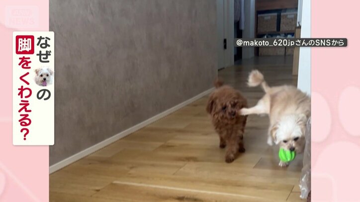 なぜワンちゃんの脚をくわえる？