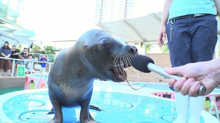 動物たちの可愛すぎる“食事タイム”に密着! ホワイトタイガーこだわりのディナーとは?