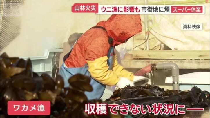 ワカメ漁にも影響