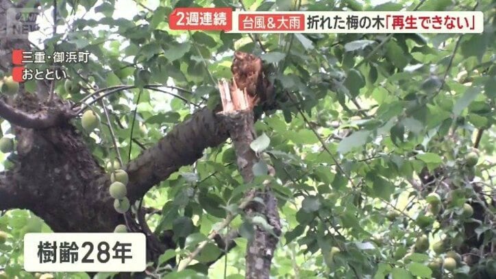 あと10年以上は栽培・収穫する予定も…