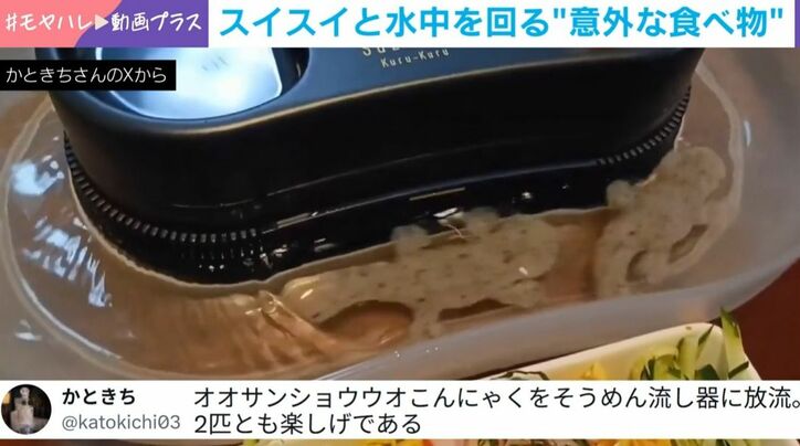そうめん流しを“泳ぐ”オオサンショウウオの形をしたこんにゃく