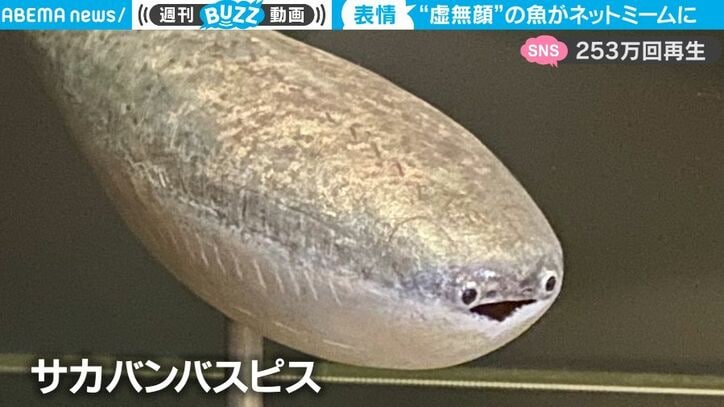 脱力感あふれる“謎の魚”が水槽の壁に何度も衝突する… 中毒性の高い動画がSNS上で話題に 「何度も再生してしまう」「ぶつかる前が愛おしい」