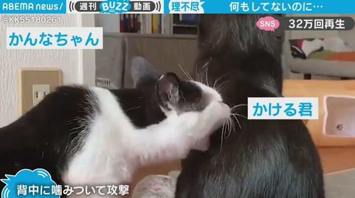 理不尽すぎるネコの行動がネットで話題「踏んだり蹴ったりですね」