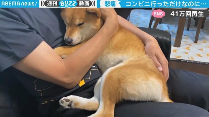 「もう会えないの?」滅多に鳴かない柴犬が“悲痛”な叫び…飼い主の出掛けた先に驚きの声も