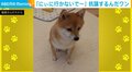 「行かないで～」 不満そうな顔で飼い主に訴える犬 「寂しいね」「声までもかわいい」と反響