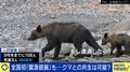 「人を食べる習慣を持つクマが増えている」全国的に増えるクマの人的被害「明らかに局面は変わった」と識者 市街地中心部、マンションや地下鉄駅前にも出没