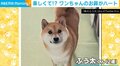 柴犬がボール遊びに大興奮!… でも、よーく見ると、楽しすぎて鼻の形が変わってしまった!?