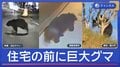 「都市化したクマ」年の瀬の仙台 市街地に…