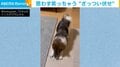 犬がおやつを待ちきれず床を“ダンッ” 「こんなざっつい伏せある?」機敏すぎる動きに飼い主ツッコミ