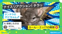 【映像】ナイスリアクション!“人間味”があるチンチラの振り向き