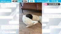 【映像】ソファから転落した男の子に駆け寄る猫