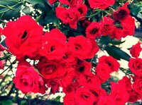 藤原紀香『オススメの和食処』