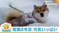 雪を攻めた結果…一時停止→帰宅