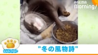 【映像】布団の中でご飯を食べる"ズボラ"なカワウソ