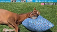 【映像】すっかり「ダメになった」ビフォーアフター