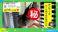 【映像】ガム咥えながら寝ているハスキー犬の“渋いキメ顔”