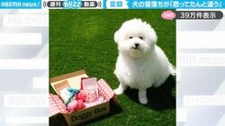 「エクソシストもびっくり！」犬が眠りに落ちる瞬間の“衝撃的な表情”に「思ってたのと違うw」「かわいい！」と大反響