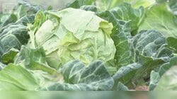 春キャベツの出荷量増加で3割安　気温や雨量が適度で生育順調　育ちすぎの心配も