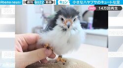 見た目は子供、頭脳は大人な“世界最小クラス”のハヤブサ　足を触られるとどうなる？ 「可愛いを分かっている」「反則だわ」