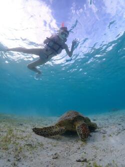  川崎希、家族で訪れた宮古島で海を満喫「ウミガメちゃんにも何匹も会えて感動」 